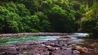 You Won’t Believe How Relaxing This Is – River Flow & Birdsong for Sleep Meditation 🌙