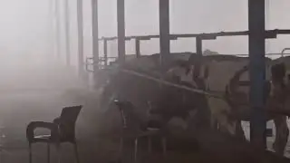 Dairyfarm Situation In Smog :|