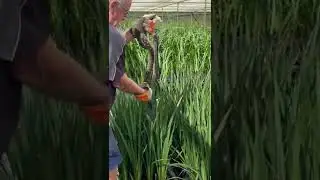 Snake wrangling on the job in Australia