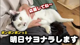 手術を明日に控えたキヨピコ、伝助、輝男の激励会