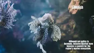 Bermuda Dangerous Animals