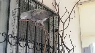 FENOMEN PAPAĞAN ÇAKILIMIN KEYFİ YERİNE GELDİ