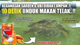 SIKAT 2 EKOR INDUK DALAM HITUNGAN 10 DETIK !! RACIKAN JITU UMPAN WANGI GURIH DARI SARDEN & UBI ❗❗