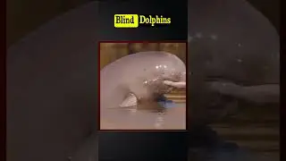 Blind Dolphins | Indus River Dolphins...#pakistan #2024 #shorts #viral #trending #facts #indusriver