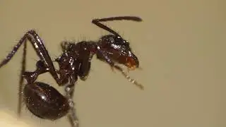 Macro of ant licking legs and antennae