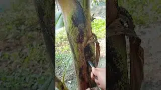 The GIRL'S Skills are AMAZING #champing  #bushcraft #servival #outdoors #shorts