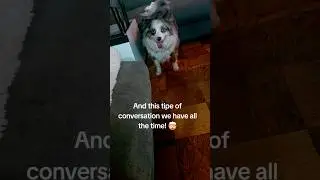 Conversation with a dog 😅🤯 #aussie#understanding#dogsmom