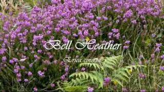 More Common Wild Flowers of Britain and Ireland!