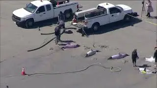 8 dolphins dead in mass stranding event at Jersey Shore