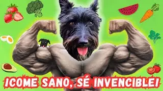 ¡Los Mejores Snacks Saludables para Perros! 🐶Recetas Fáciles y Divertidas