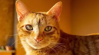 Mackerel Cat Meowing | Mackerel Cat Sound Effects | Mackerel Cat Noises | Cat Meowing | No Music