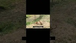 SINGA BETINA VS HARIMAU BETINA ! #shorts