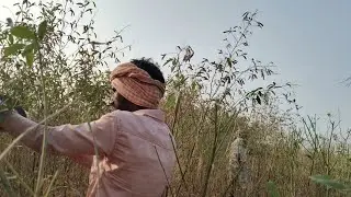 Indian Farmer's Hard Work: Daily Life in Village Agriculture | Harvesting Crops Realistic Farming in