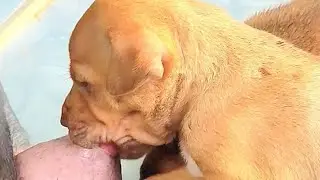 Cute puppies drinking milk's bottle, Breastfeeding bottle milk❤️❤️#puppy #cute #viral #dog #doglover