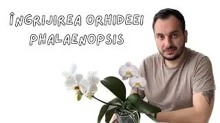 Ingrijirea Orhideei Phalaenopsis