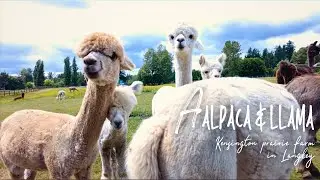Vancouver BC | Alpaca and llama farm in Langley | Kensington prairie farm#vancouver one day Trip