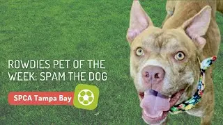 Tampa Bay Rowdies Dog of the Week is SPAM- SPCA Tampa Bay | Adopt a Dog Tampa Bay