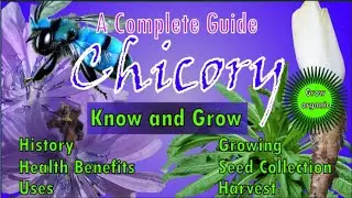 Цикорий | Cichorium intybus | Польза для здоровья | Применение | История | Выращивание | Сбор урожая