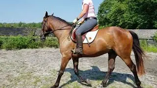Legacy Riding Round Pen 1