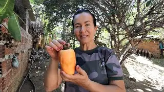 MEU DIA A DIA NO SÍTIO (CUIDANDO DA HORTA E FAZENDO O ALMOÇO)