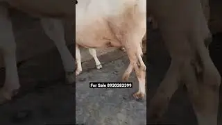 Compact udder size hf cow for sale milk ready 20 litre with female calf contact 8930383399