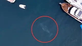 Migrating whale seen in Sydney Harbour triggers warning to Aussies | Yahoo Australia