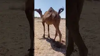 #camellife #animals #whitecamel #wildlife #camel #horse #camelsound #villagelife #camelstory #auto