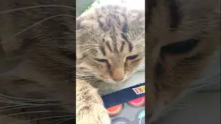 #чипиккот#shipikkot#shipilena#videolenalait#видеоленалайт#cat#леснойкотчипик#юмор#shorts#humor#шутка