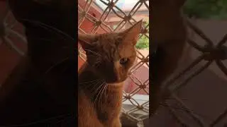 #macrame#orangecat#red#malm&ouml; #funny#windownet#crazycat#playing #рыжая#таби#sweden#diy#макраме#кот