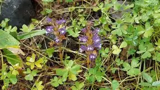Orobanche ramosa subsp. mutelii