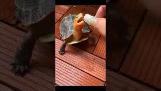 An enthusiastic of turtle eating shrimp #cute