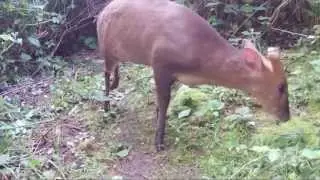 Springwatch 2015: 