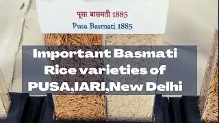 Important Basmati Rice varieties of Pusa, IARI, New Delhi