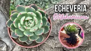 ECHEVERIA SITIFUKUMIAMA | Cuidados y Trasplante