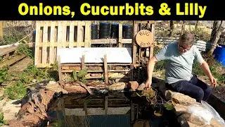 Planting Onions | Potting On Cucurbits | Water Lilly | Allotment Garden | Green Side Up