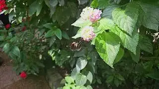 Butterfly flight