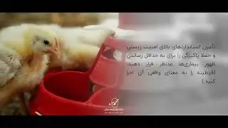 راهنمای پرورش جوجه گوشتی - بخش اول