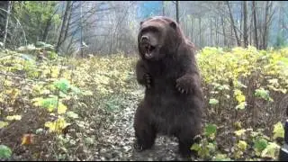 Animatronic Bear Suit By SFX Studio Inc. Available for rental