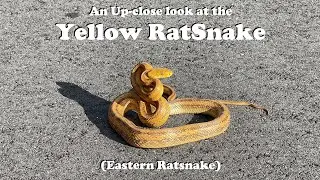 The Yellow Rat Snake | A spectacular variety of the Eastern Ratsnake
