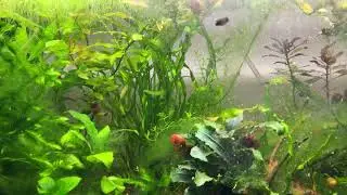 Microrasbora galaxy babies - Feeding Time (pulvered dry daphnia and tubifex)