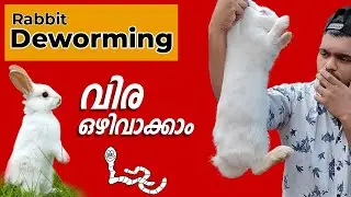 Rabbit Deworming | How to tell if rabbits have worms. Rabbit worm out | Rabbit Worm Disease