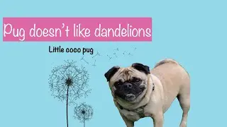 pug doesn&rsquo;t like dandelion's (little coco pug)