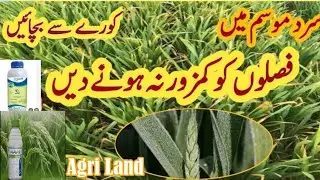 How to protect crop plants from cold and frost injury | Amino acid spray on crops |Agri land