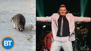 Nick Carter just called us to talk about his close raccoon encounter in Toronto