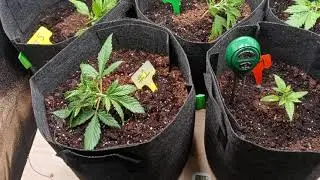 3 Weeks of Growth!! Fastbuds Purple Punch 👊 Auto! 1st Indoor Grow! LST  #purplepunch #spiderfarmer