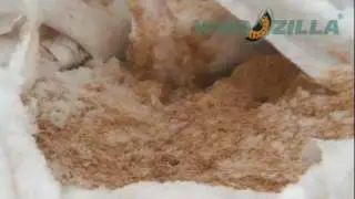 Fresh poplar & aspen sawdust Ukraine | Wood shaving for poultry bedding