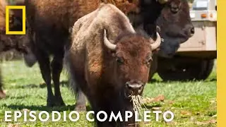 &iexcl;Escape mortal! | Veterinaria del Yuk&oacute;n | Nat Geo en Espa&ntilde;ol