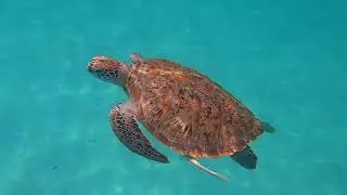 Turtles in front of Taaras Resort Redang Island