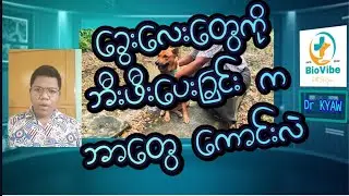 ခွေးလေးတွေကို ဘီးဖီးပေးရင် ဘယ်လို အကျိုးကျေးဇူးတွေ ရှိလဲ Effect of Combing to dogs