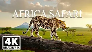 African Wildlife 4K &ndash; Scenic Relaxation Film With Calming Music | Life on the Savanna
